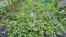 2024년 6월 28일 유치원 감자캐기